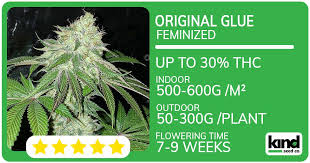 Discovering Marijuana Seeds in New Hampshire Discovering Marijuana Seeds in New Hampshire
