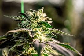 Discovering Marijuana Seeds in New Hampshire Discovering Marijuana Seeds in New Hampshire